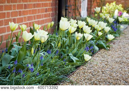 Tulips And Muscari (grape Hyacinth) Growing In A Garden Flowerbed, Spring Flower Bed, Uk