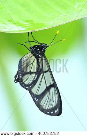 Tropical Glasswing Butterfly Among Pink And Yellow Camellia Flowers.