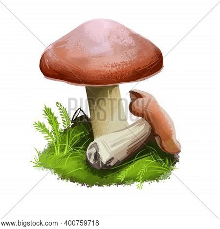 Suillus Granulatus, Weeping Or Granulated Bolete, Pored Mushroom Closeup Digital Art Illustration. B