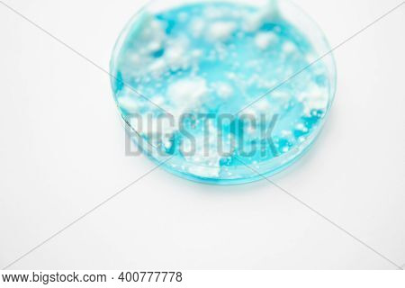 Mycology Growing In A Petri Dishes. Fungal Mycelium Petri Dish. White Background. Mushroom Mycelium 