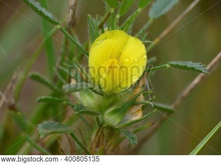 Ononis Pusilla Plant In Yellow Bloom. Munilla, La Rioja.