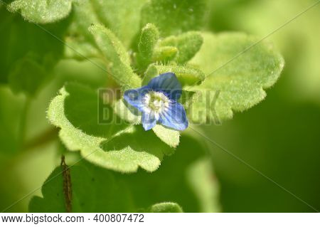 Bright Blue Flower Of Veronica Polita Plant.