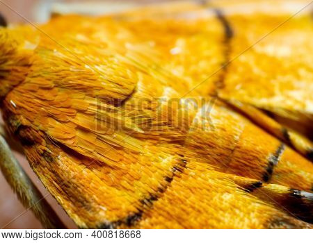 Closeup Of Feathers With Scales Of The Lantana Leaftier Moth. Used Selective Focus.