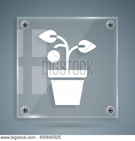White Plant In Pot Icon Isolated On Grey Background. Plant Growing In A Pot. Potted Plant Sign. Squa