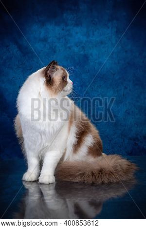 Ragdoll Colourpoint Cat With Blue Eyes Looking At The Camera, One Sitting One Lying Down On A Blue B