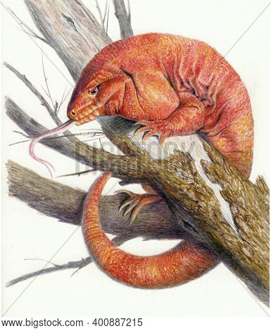 Red Iguana Tagu Sitting On A Branch. Color Sketch Isolated On White Background. Realistic Lizard Dra