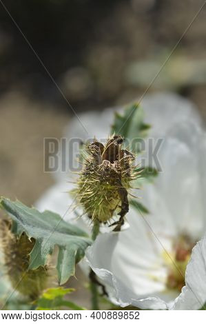 Prickly Poppy Seed Capsule - Latin Name - Argemone Platyceras