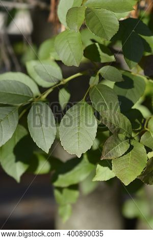 Flowering Ash Leaves - Latin Name - Fraxinus Ornus