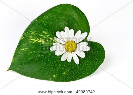 hvid blomst med grønne blade, spa og sundhedspleje koncept