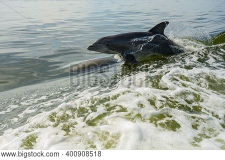 Splash Coming Off Of Dolphin Riding Alongside Boat Near Fort Meyers