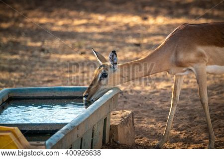 Female Common Impala Drinks From Water Trough