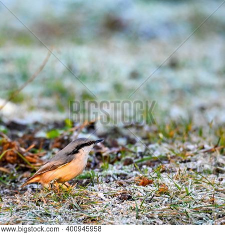 Nuthatch Standing On Frozen Grass In A Garden