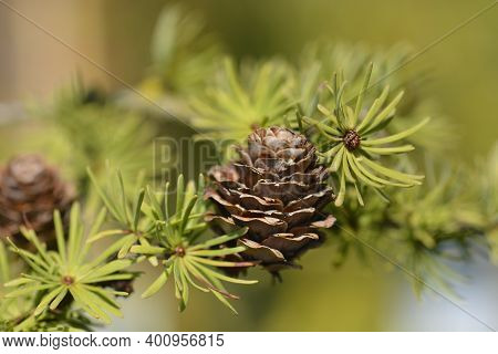 Larch Diana Branch - Latin Name - Larix Kaempferi Diana