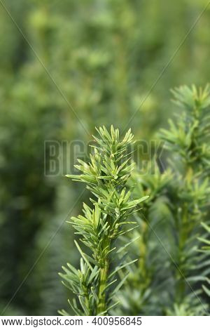 Irish Yew Fastigiata Robusta - Latin Name - Taxus Baccata Fastigiata Robusta