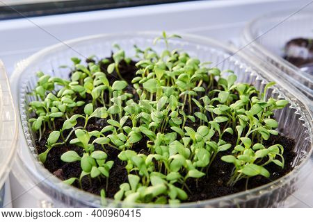Green, Young Leaves And Sprouts Of Clove Flowers In A Plastic Pot On A White Kitchen Windowsill In S
