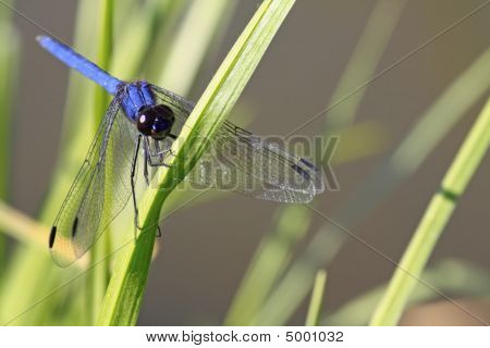 Big Blue