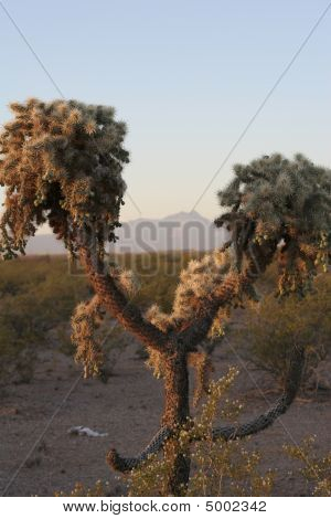 Hyppy Cholla Cactus