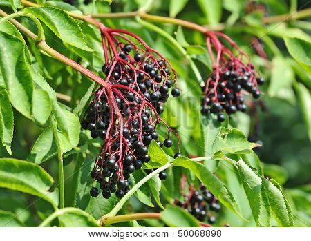 Some ripe elderberry on branch