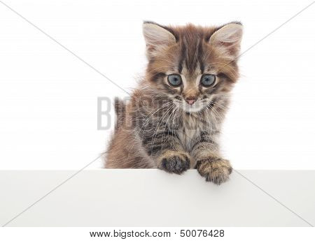 Kitten