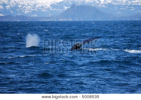 Alaskan wieloryb