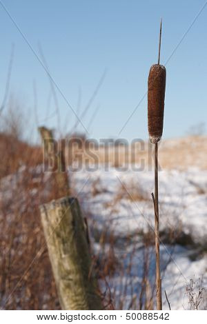 Cattail And Fence