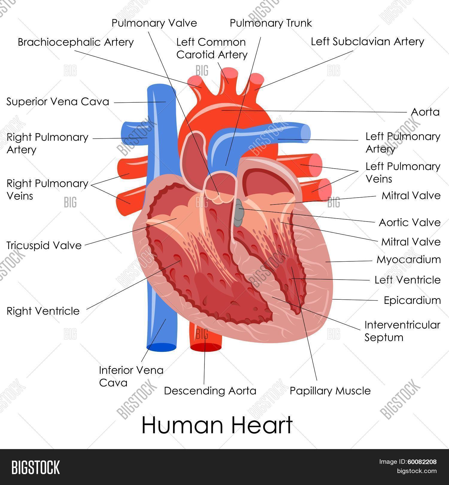 Human Heart Anatomy Vector & Photo (Free Trial) | Bigstock