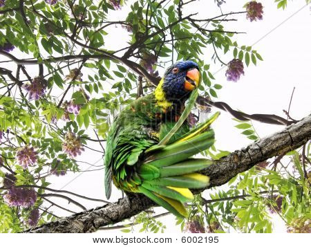 Parrot jungle