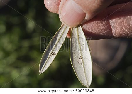 olive leaf infected by 