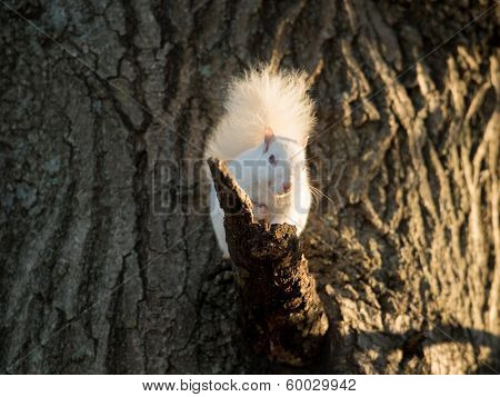 White Squirrel