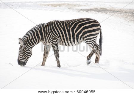Winter time in zoo
