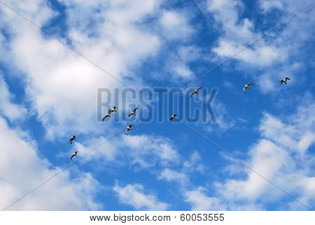 Flying Seagull On Blue Sky With Clouds