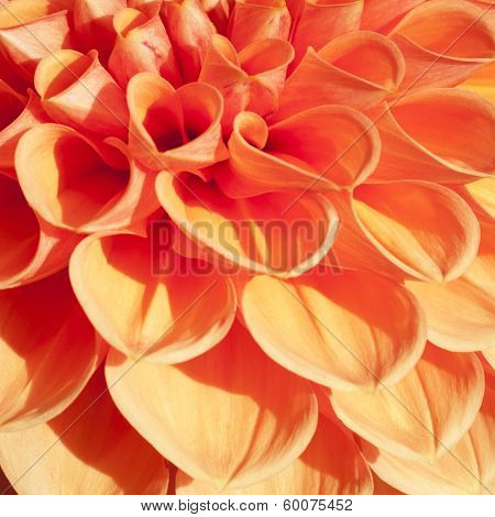 Firy Orange Bulb Dahlia In Extreme Closeup