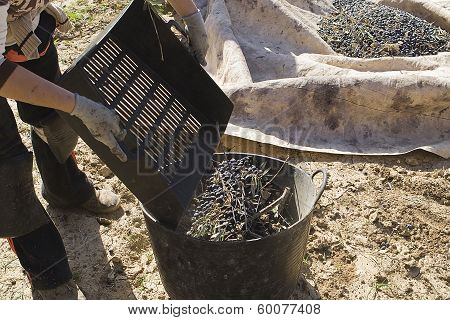 Farmer throwing olives in a container in the collection of the olives near Jaen Spain