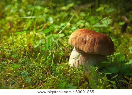 Boletus edulis   in natural environment.  Shallow DOF, focus on stipe.