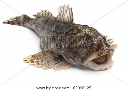 Fresh raw Cottidae on white background