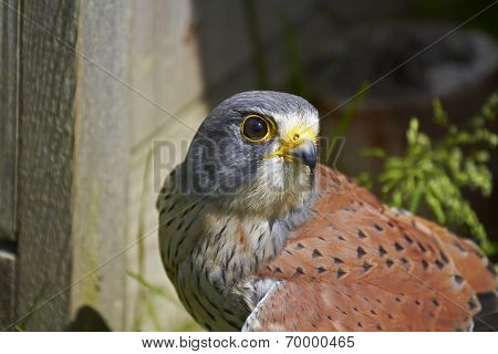 Kestrel