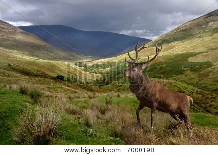 Stag กวางแดง