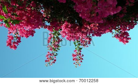 Red flowers