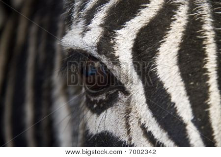 Zebra