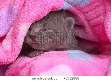Beautiful young Scottish cat, very fluffy and warm