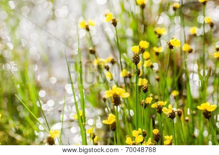 Xyris Yellow Flowers