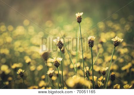 Xyris Yellow Flowers Vintage