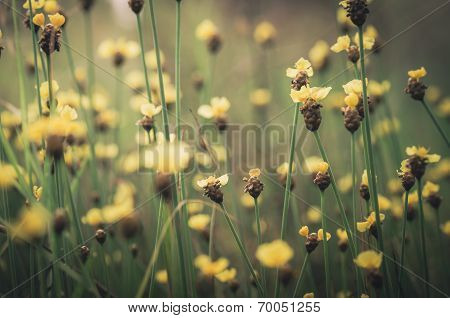 Xyris Yellow Flowers Vintage