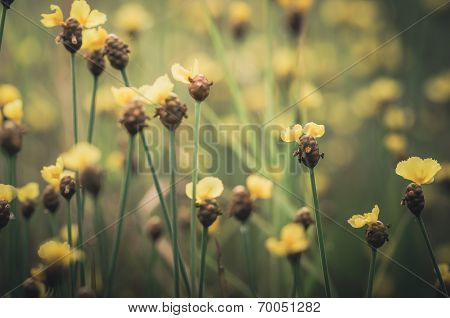 Xyris Yellow Flowers Vintage