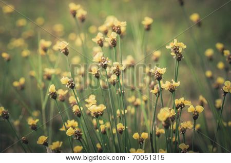 Xyris Yellow Flowers Vintage