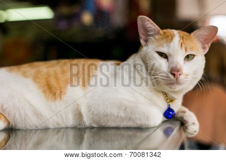 Cat with a pendant