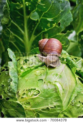 Snail Is Sitting On Cabbage In The Garden