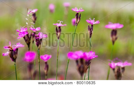 Pink Carnation (dianthus Carthusianorum) Flowers