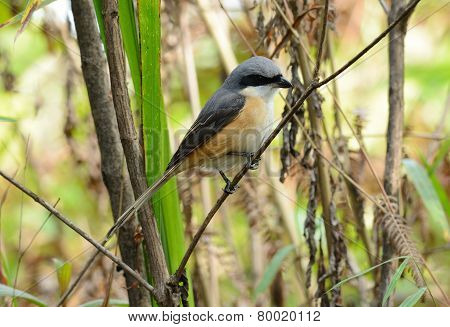 Gray-backed Shrike (lunius Tephronotus)