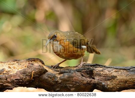 Rusty-cheeked Scimitar-babbler (pomatorhinus Erythrogenys)